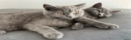 British Shorthair cats for sale: pure pedigreeBritish shorthairs kittens - Advert 12