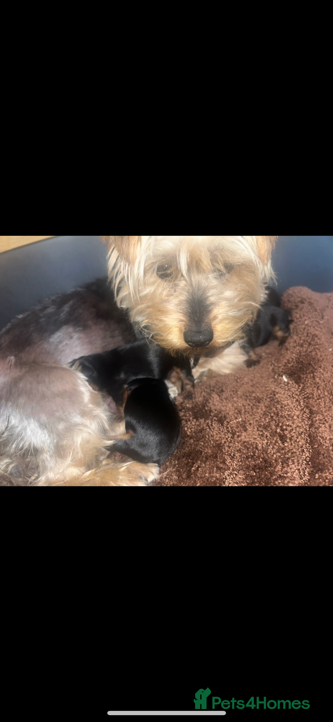 Yorkshire Terrier dogs for sale: Beautiful Yorkshire terrier puppy’s  - Image 10