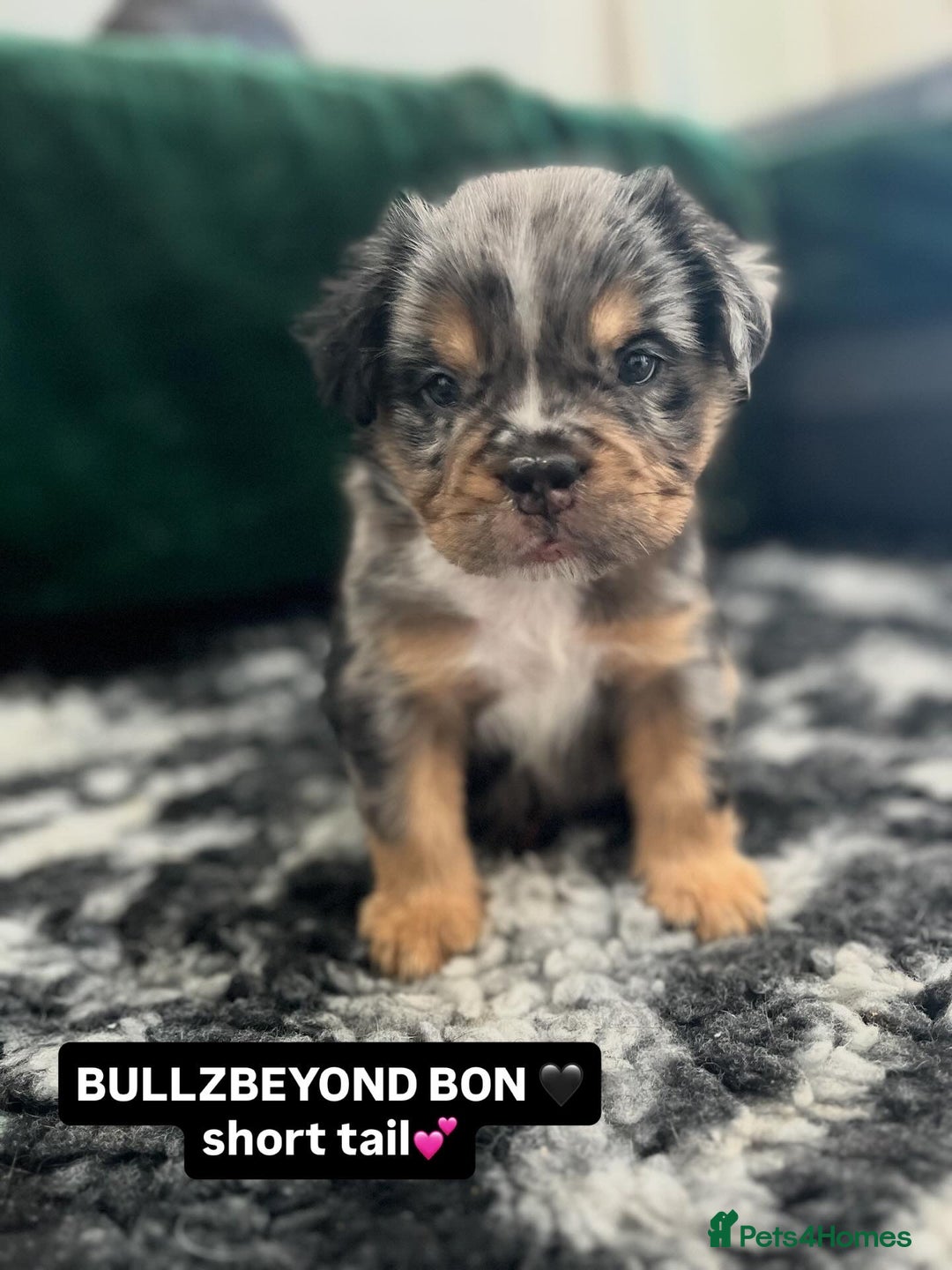 Olde English Bulldogge dogs for sale: MAMMUT OLDE ENGLISH BULLDOGS - Image 5