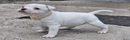 Staffordshire Bull Terrier dogs for sale: KC Registered last white female - Advert 4