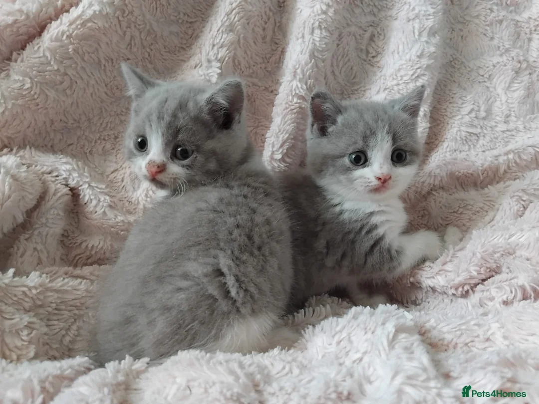 British Shorthair cats for sale:  Lilac & chocolate British Shorthair kittens  - Advert 13