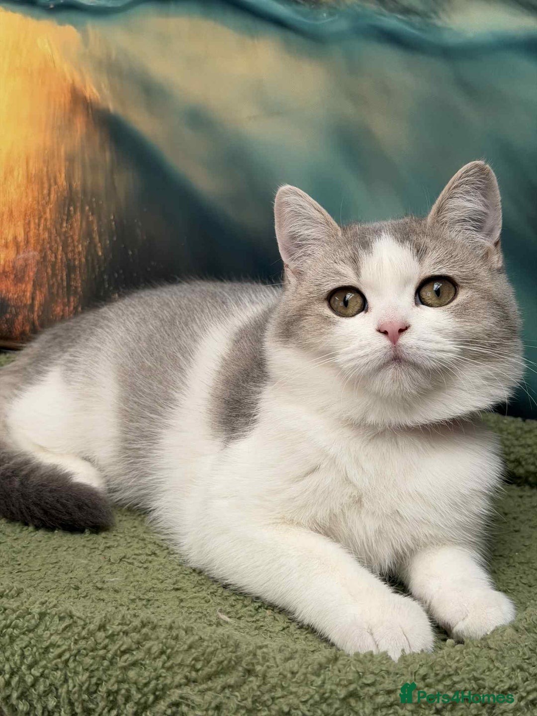 British Shorthair cats for sale: Stunning BSH golden/silver Kittens TICA - Image 17