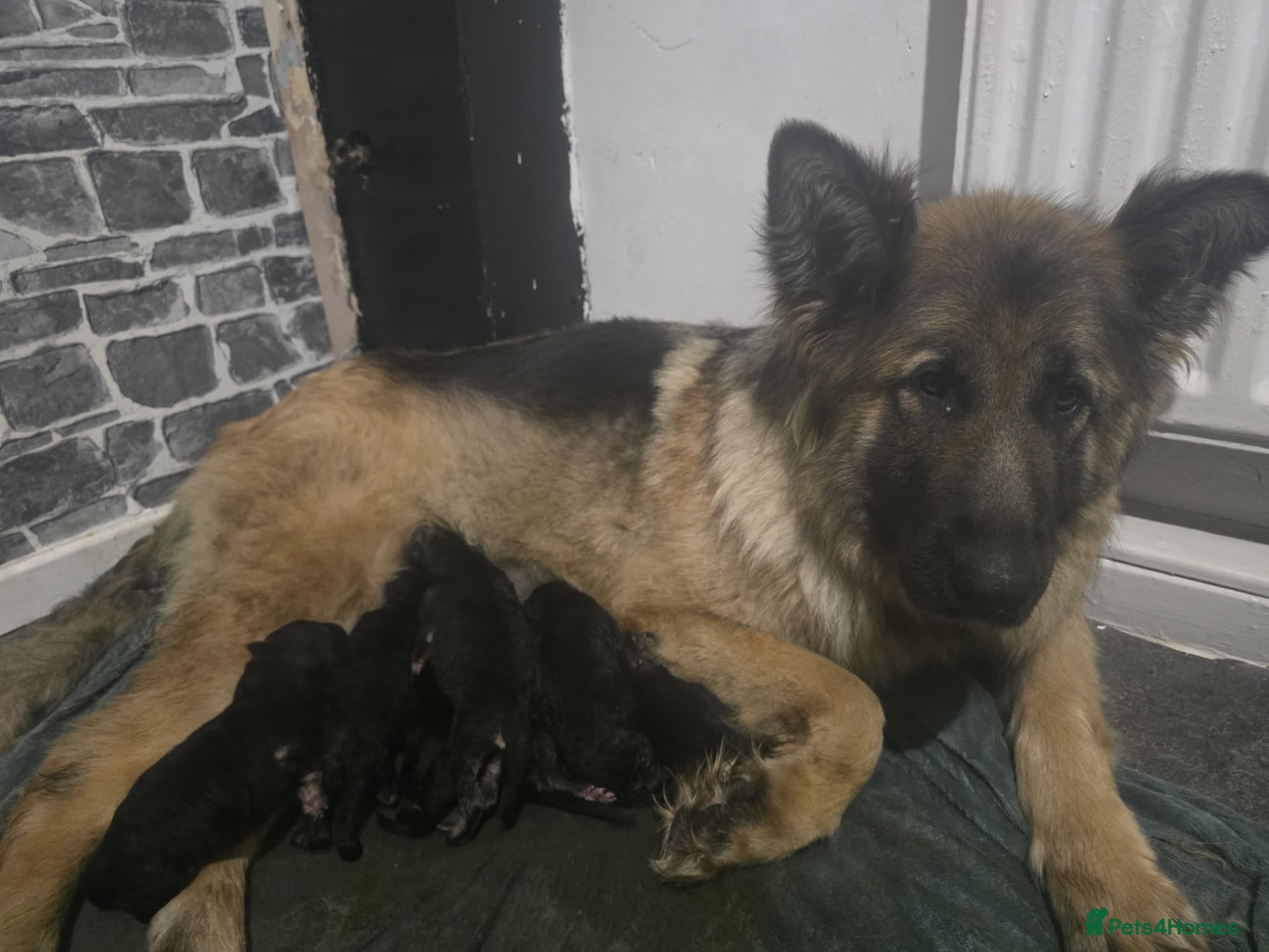 German Shepherd dogs German shepherd Puppys ready to go on 29th July - Advert 3