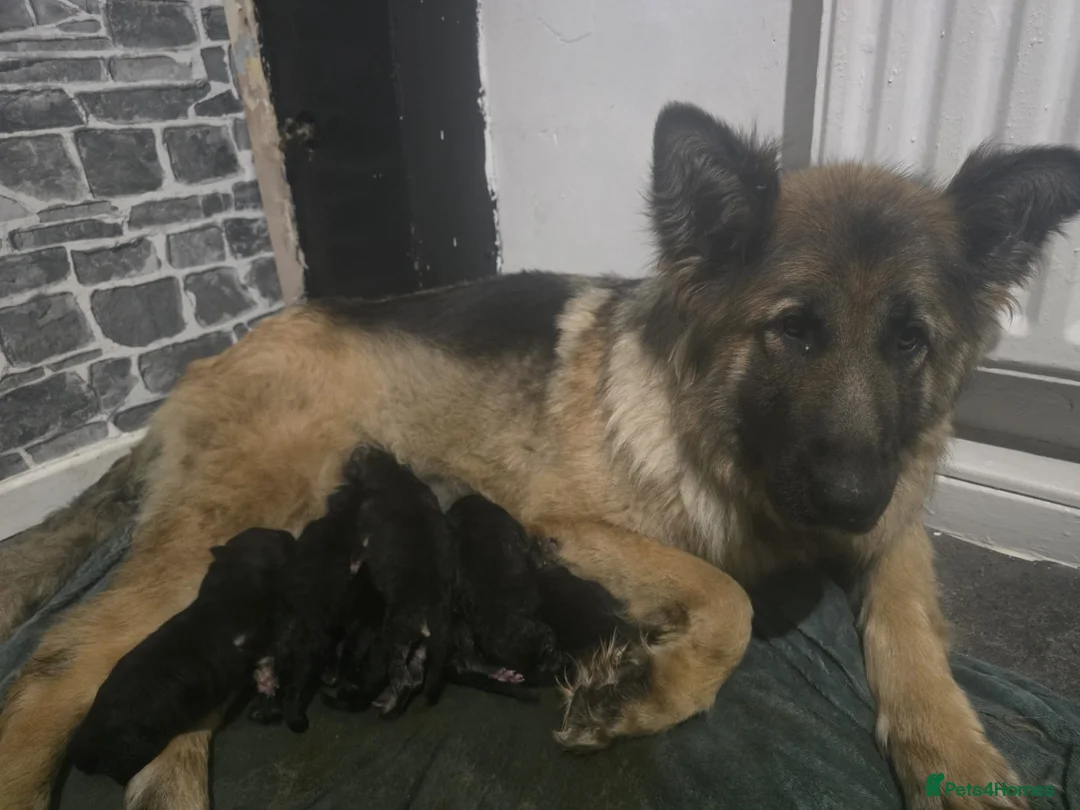 German Shepherd dogs for sale: German shepherd Puppys ready to go on 29th July in Bradford - Advert 1