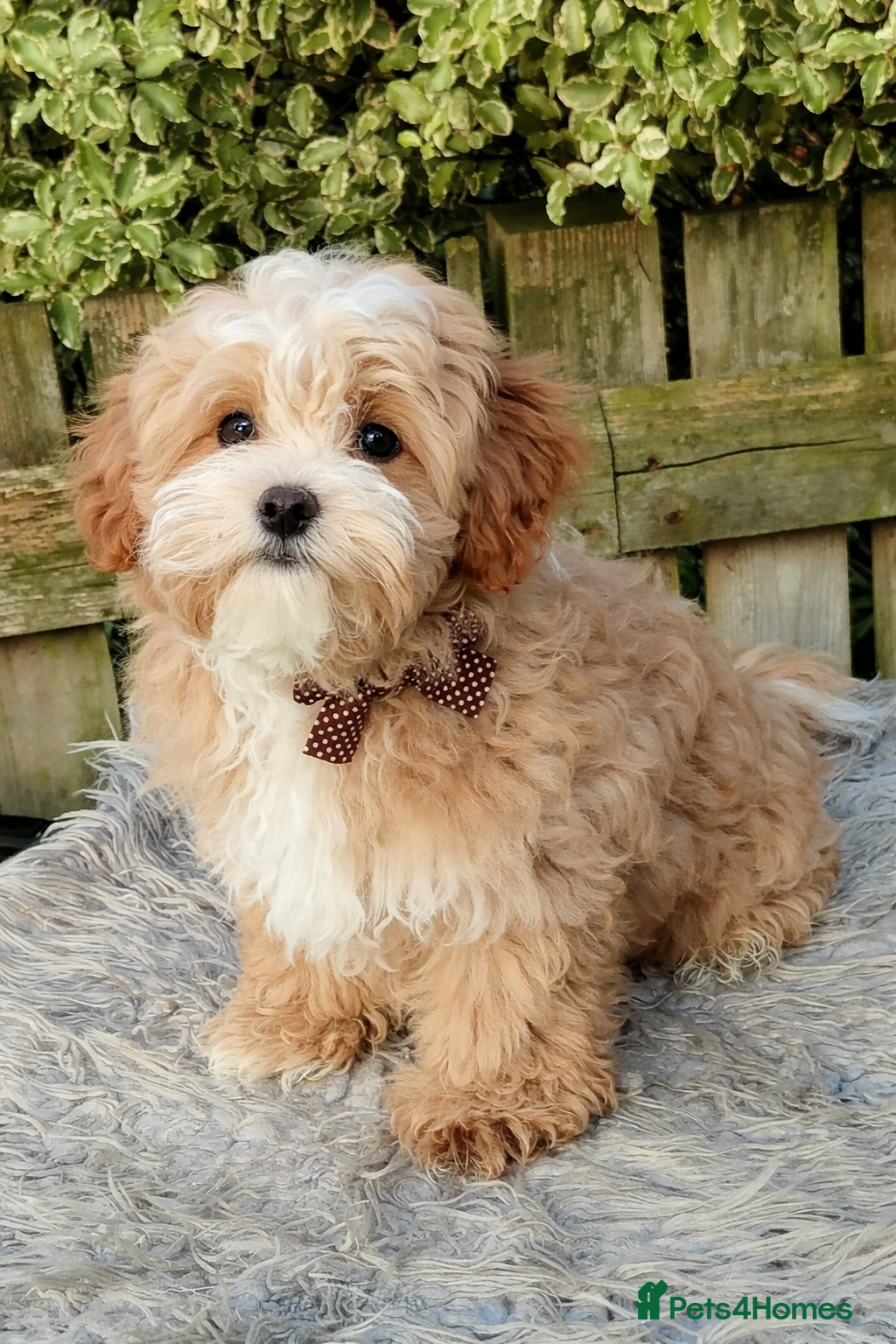 Maltipoo dogs  F1 Asian Maltipoo Puppies  - Advert 3