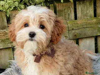 Maltipoo dogs F1 Asian Maltipoo Puppies - Advert 3