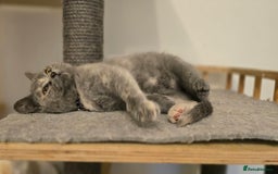 British Shorthair cats for sale: ❗️❗️2 LEFT❗️❗️CHUNKY ADORABLE FLUFF BALLS in Ilkeston - Image 10