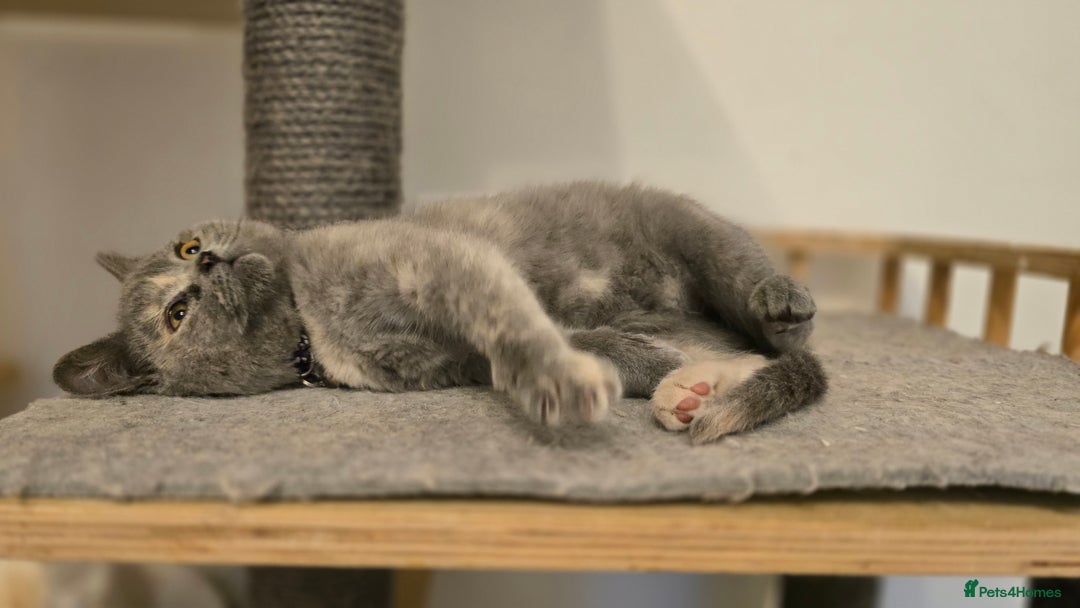 British Shorthair cats for sale: ❗️❗️2 LEFT❗️❗️CHUNKY ADORABLE FLUFF BALLS in Ilkeston - Image 10