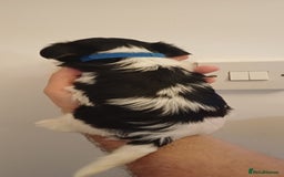 Yorkshire Terrier dogs for sale: 100% Biewer yorkshire-terrier Pedigree  - Advert 18