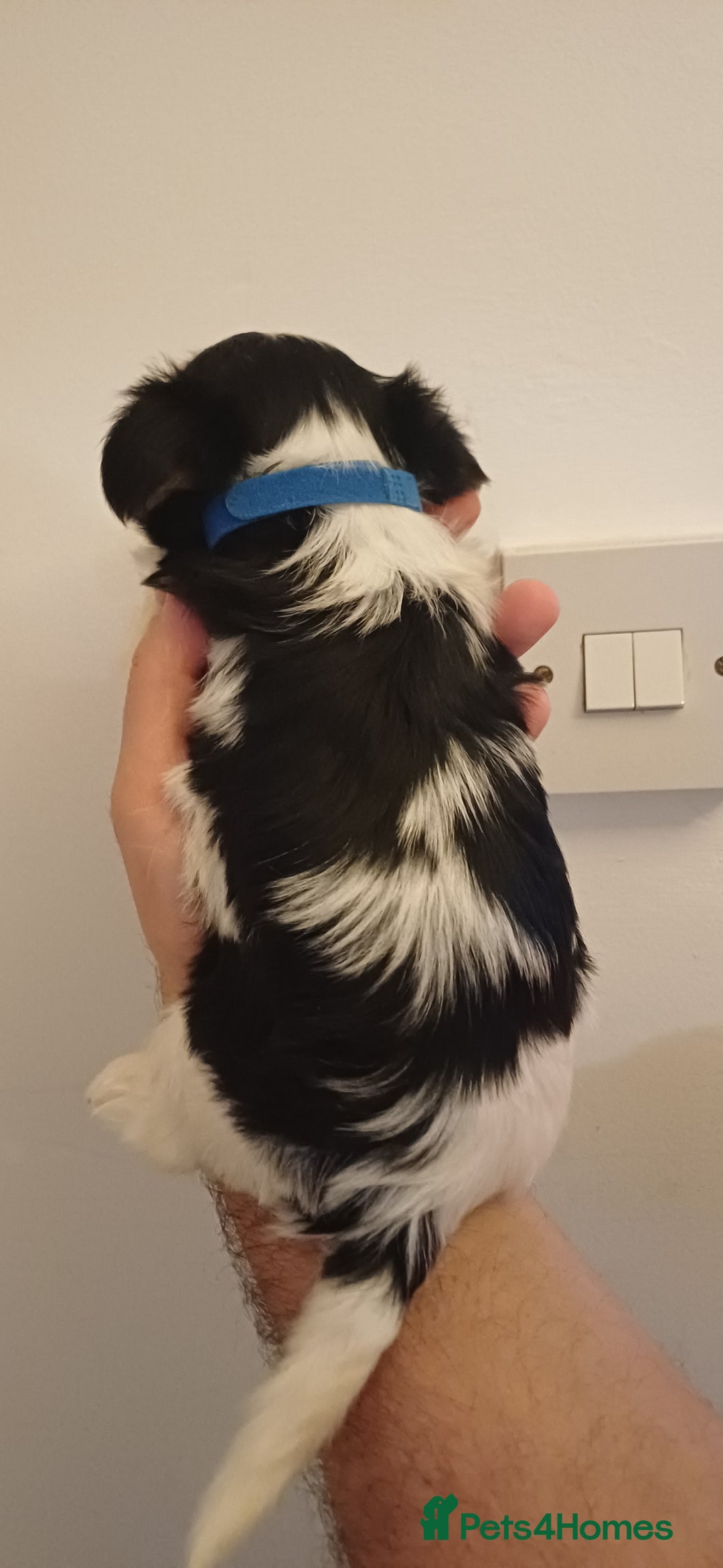 Yorkshire Terrier dogs for sale: 100% Biewer yorkshire-terrier Pedigree  - Advert 18