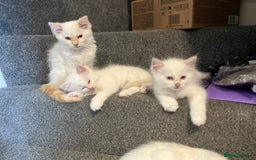 Ragdoll cats for sale: Ragdoll kittens Blue, Lilac & flame or blue/seal - Image 12