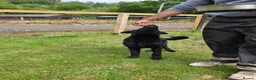 German Shepherd dogs for sale: Elite DDR / Czech Working Line GSD Pups in Ashton-under-Lyne - Advert 25