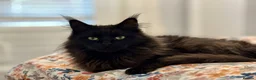 Maine Coon cats for sale: Purebred Maine Coon Kittens.Blue,Black Smoke,Tabby - Advert 5