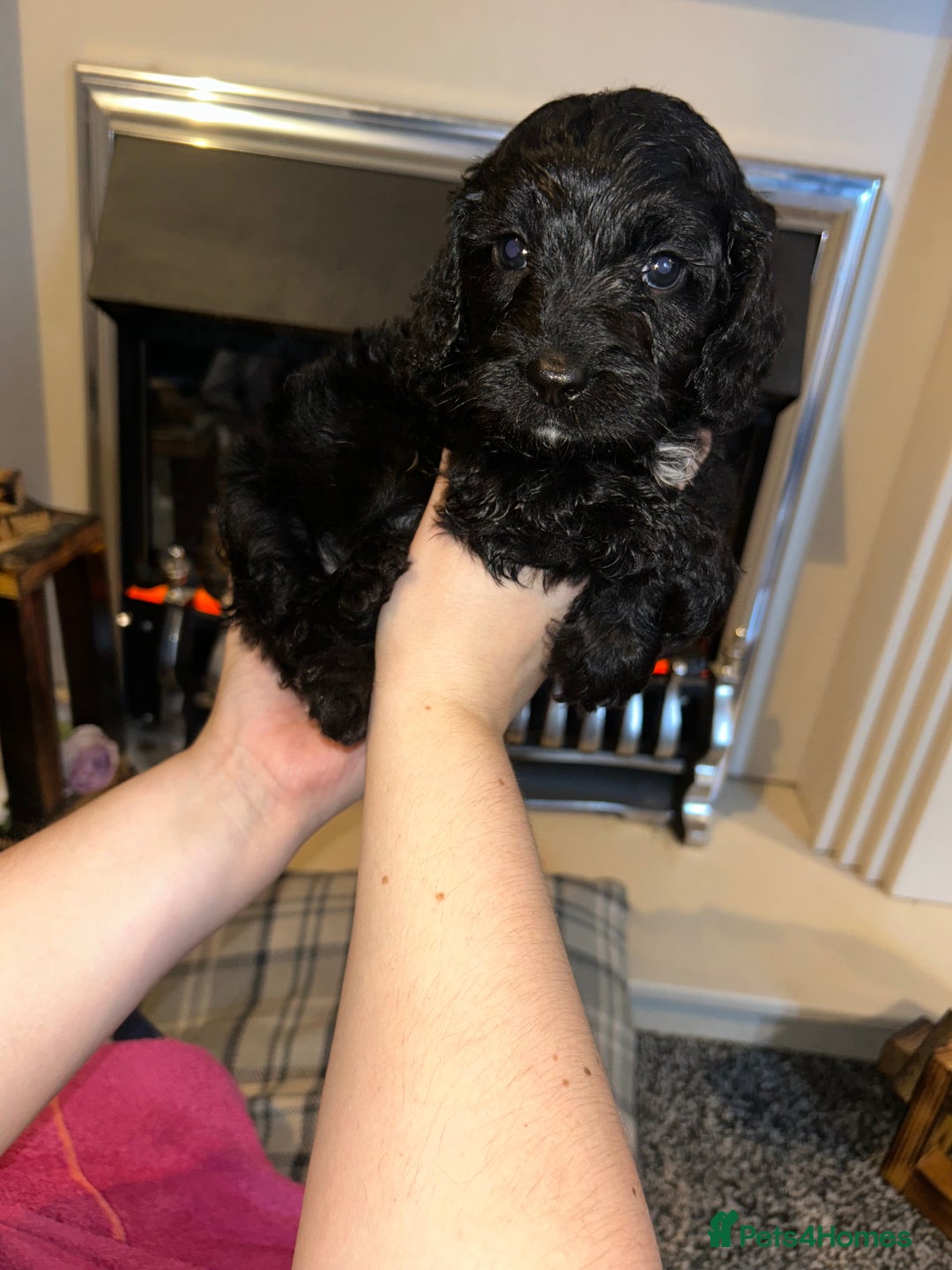 Cockapoo dogs for sale: F1 cockapoos  - Advert 16