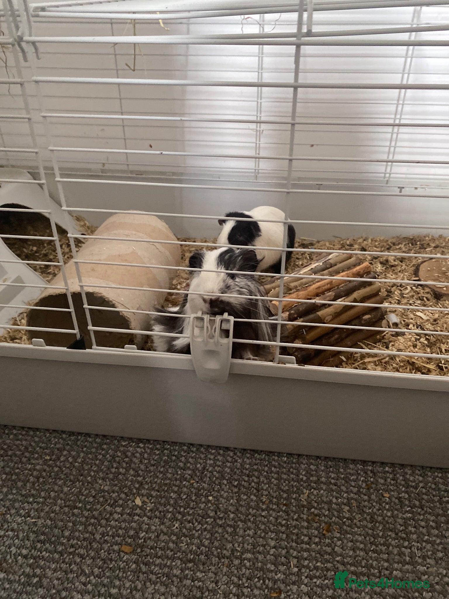 Guinea Pig rodents 2 male Guinea pigs  - Advert 2