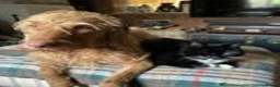 Hungarian Vizsla dogs for sale: 2 beautiful strong WH vizsla pups remaining. - Advert 10
