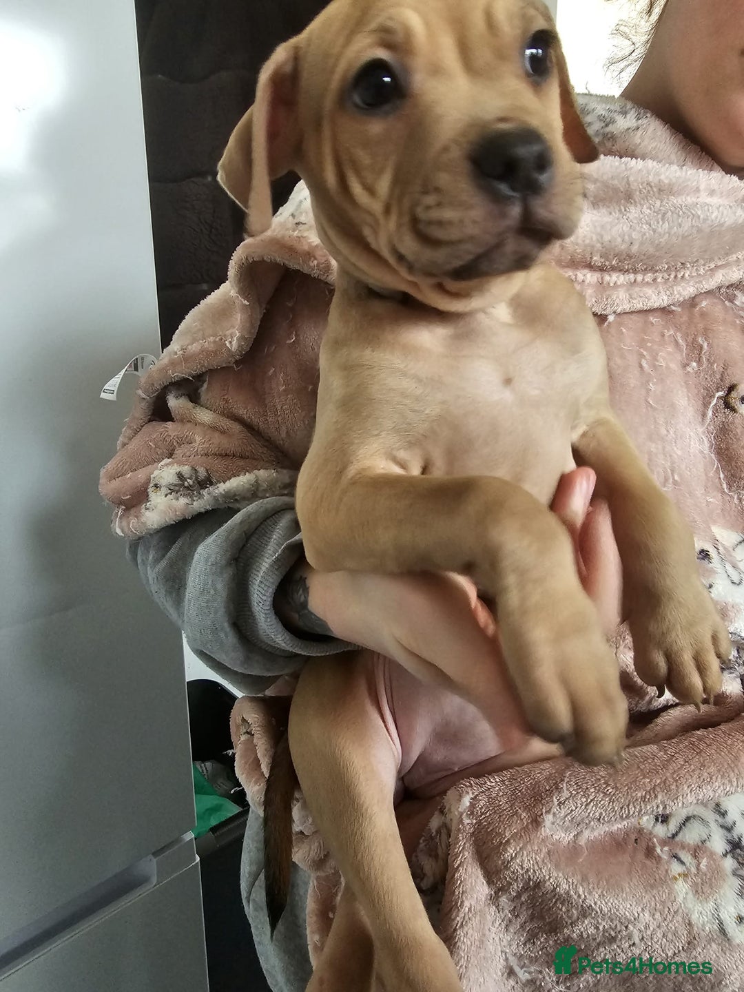 Mixed Breed dogs for sale: Bullmastiff cross pocket bully - Advert 5