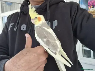 Cockatiels birds Super hand tamed cockatiel for sale - Advert 21