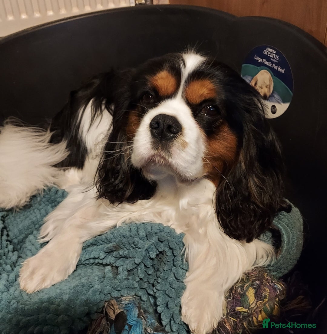 Cavalier King Charles Spaniel dogs for stud: CKCS STUD DOG/ DNA / CHAMPION LINES  - Advert 4