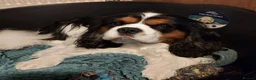 Cavalier King Charles Spaniel dogs for stud: CKCS STUD DOG/ DNA / CHAMPION LINES  - Advert 7