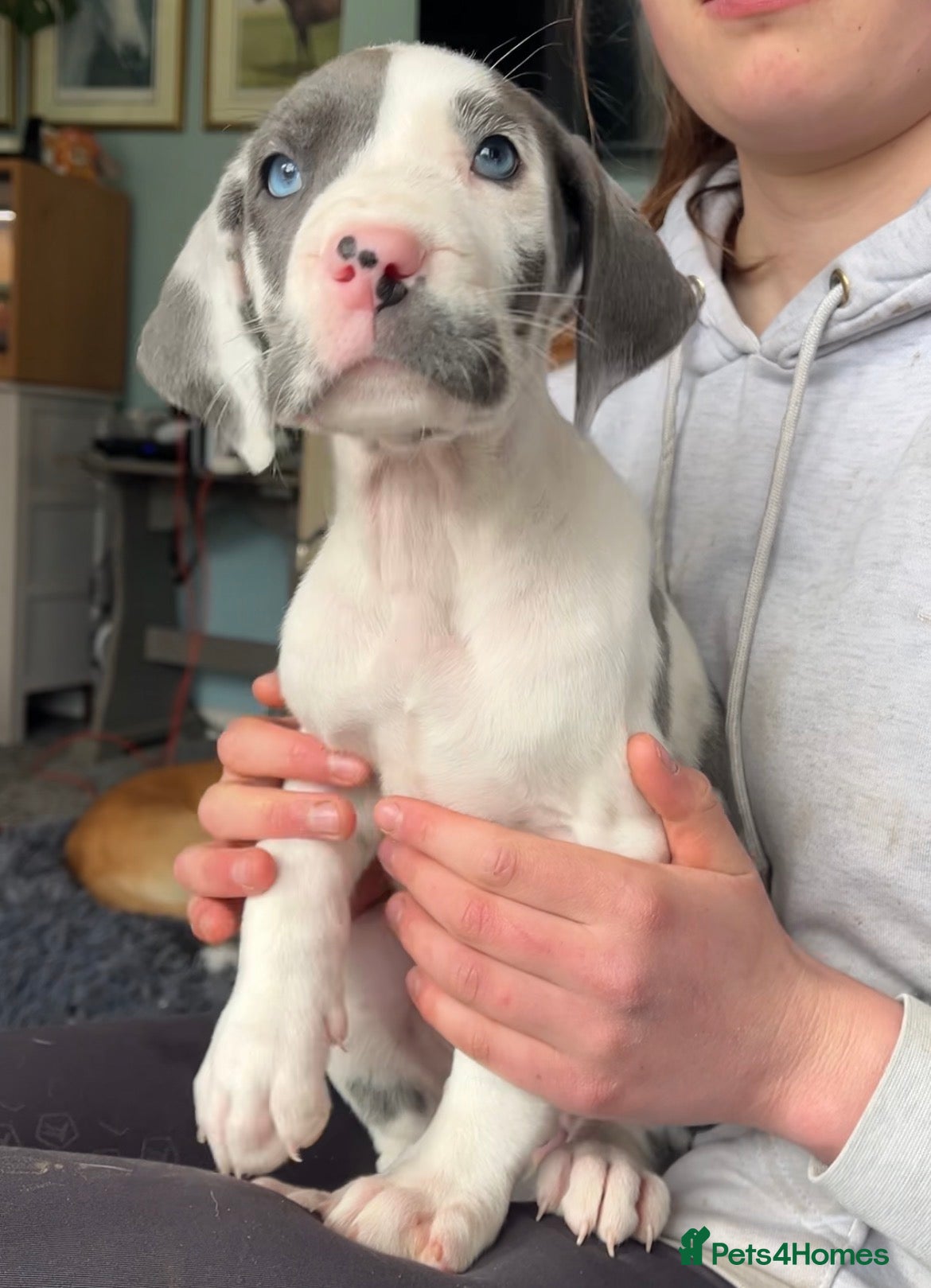 Great Dane dogs Kc reg health tested Great Dane pups - Advert 2