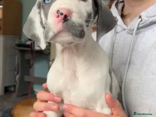 Great Dane dogs Kc reg health tested Great Dane pups - Advert 9