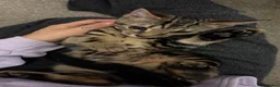 Bengal cats for sale: Adorable bengal kittens - marble bengal   in London - Advert 13