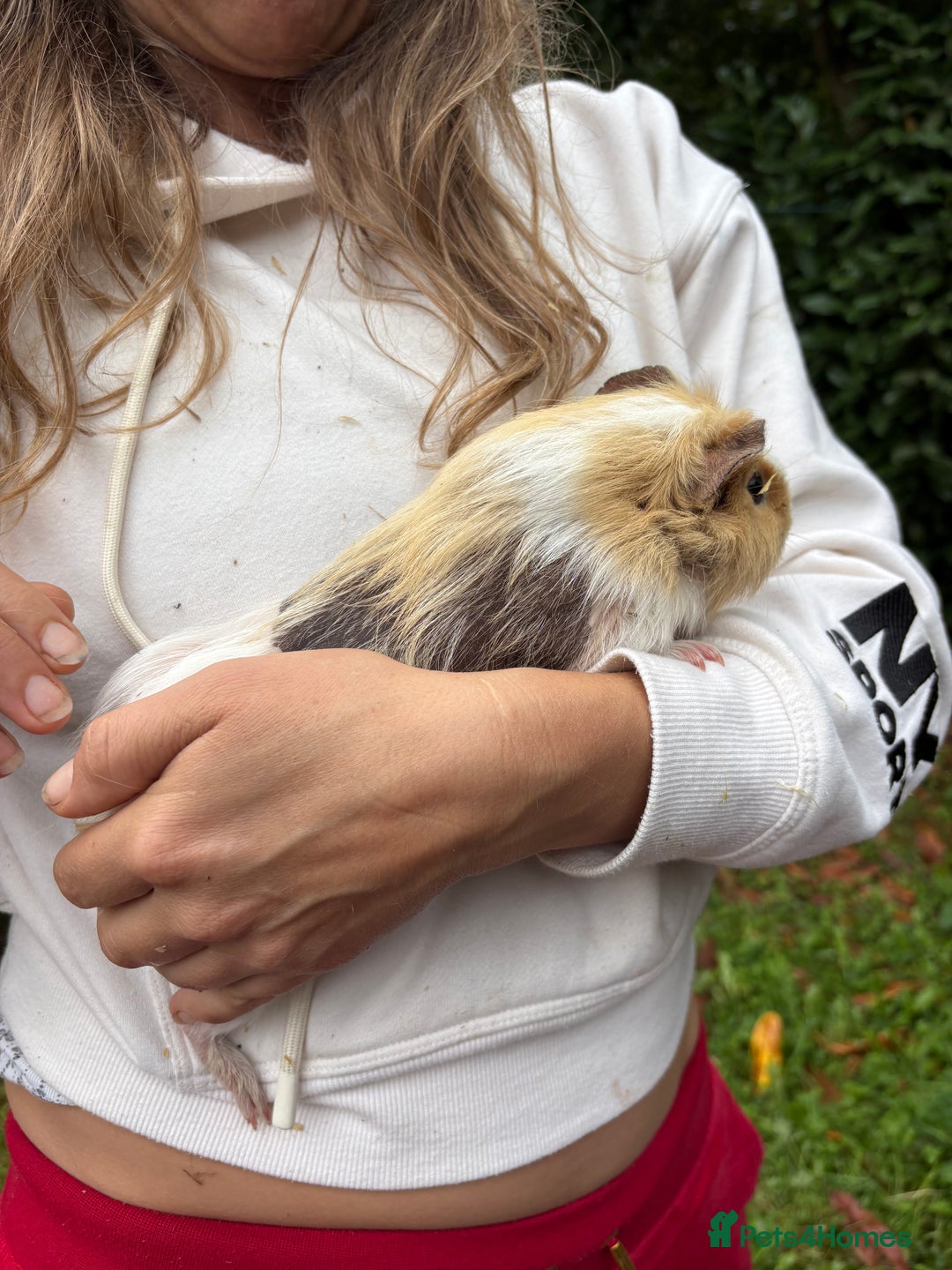 Guinea Pig rodents for sale: 2 Female Guinea Pigs - Image 8