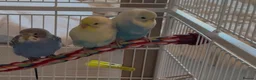 Budgerigars birds for sale: 3 male budgies with cage & toys - Advert 15