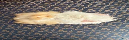 Guinea Pig rodents for sale: Baby boar Guinea Pigs in Trowbridge - Advert 7