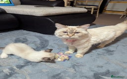 Ragdoll cats for sale: Ragdoll kitten  - Advert 2