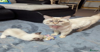 Ragdoll cats Ragdoll kitten  - Advert 5