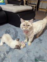 Ragdoll cats Ragdoll kitten - Advert 6