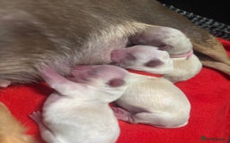 Mixed Breed dogs for sale: OUTSTANDING TINY GIRL MALCHIS - Image 7