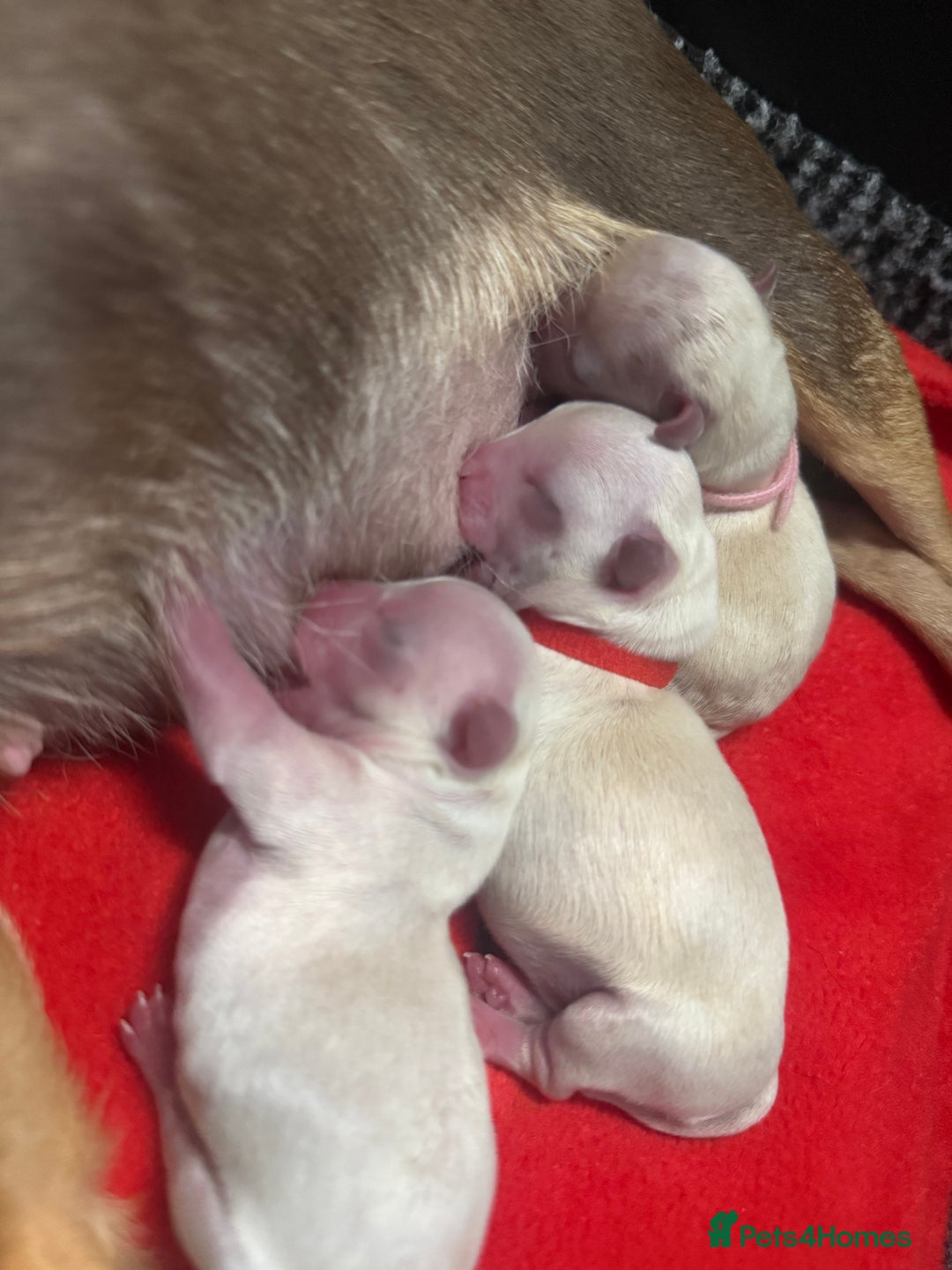 Mixed Breed dogs for sale: OUTSTANDING TINY GIRL MALCHIS - Image 7