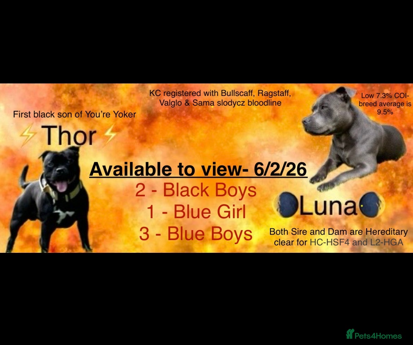 Staffordshire Bull Terrier dogs Blue & Black Staffordshire bull terrier pups - Advert 9