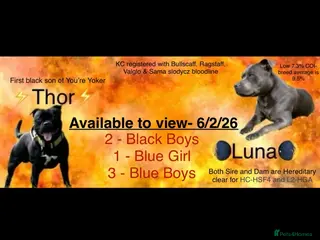 Staffordshire Bull Terrier dogs Blue & Black Staffordshire bull terrier pups - Advert 9