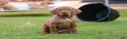 Hungarian Vizsla dogs for sale: High Quality Hungarian Vizsla Puppies - 2 boys - Advert 8