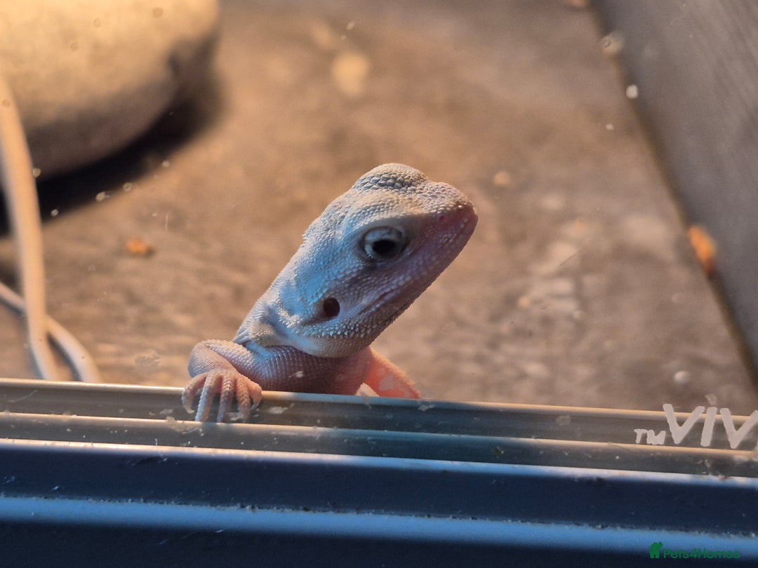 Bearded Dragon reptiles for sale: Bearded dragons  babies  - Advert 26