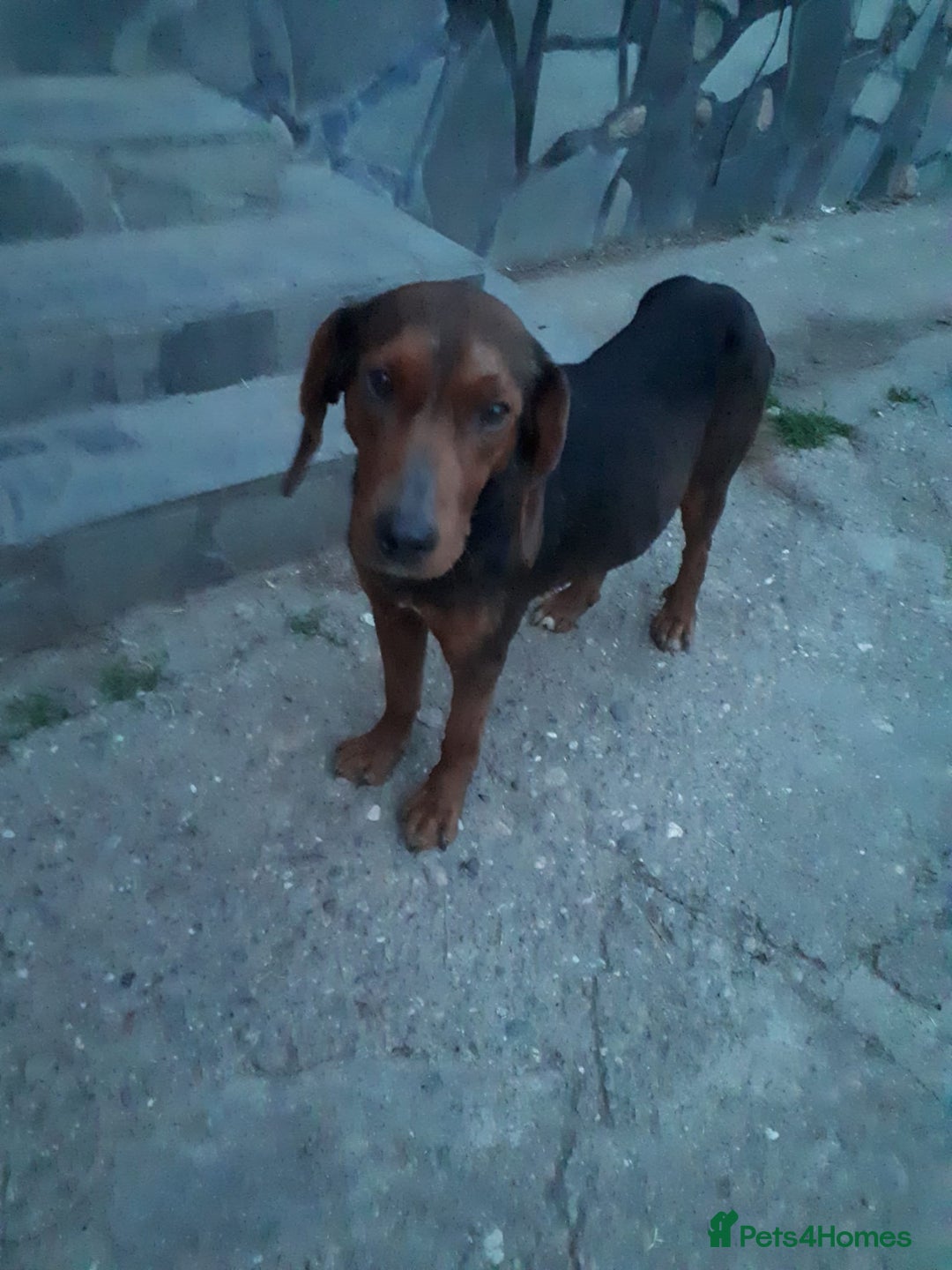 Mixed Breed dogs for adoption: RUNA - a Superb girl, for a Loving Home - Image 3