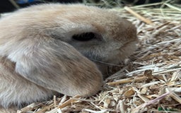 Mini Lop rabbits for sale: MINI LOP BUNNIES - PEDIGREE  - Image 17