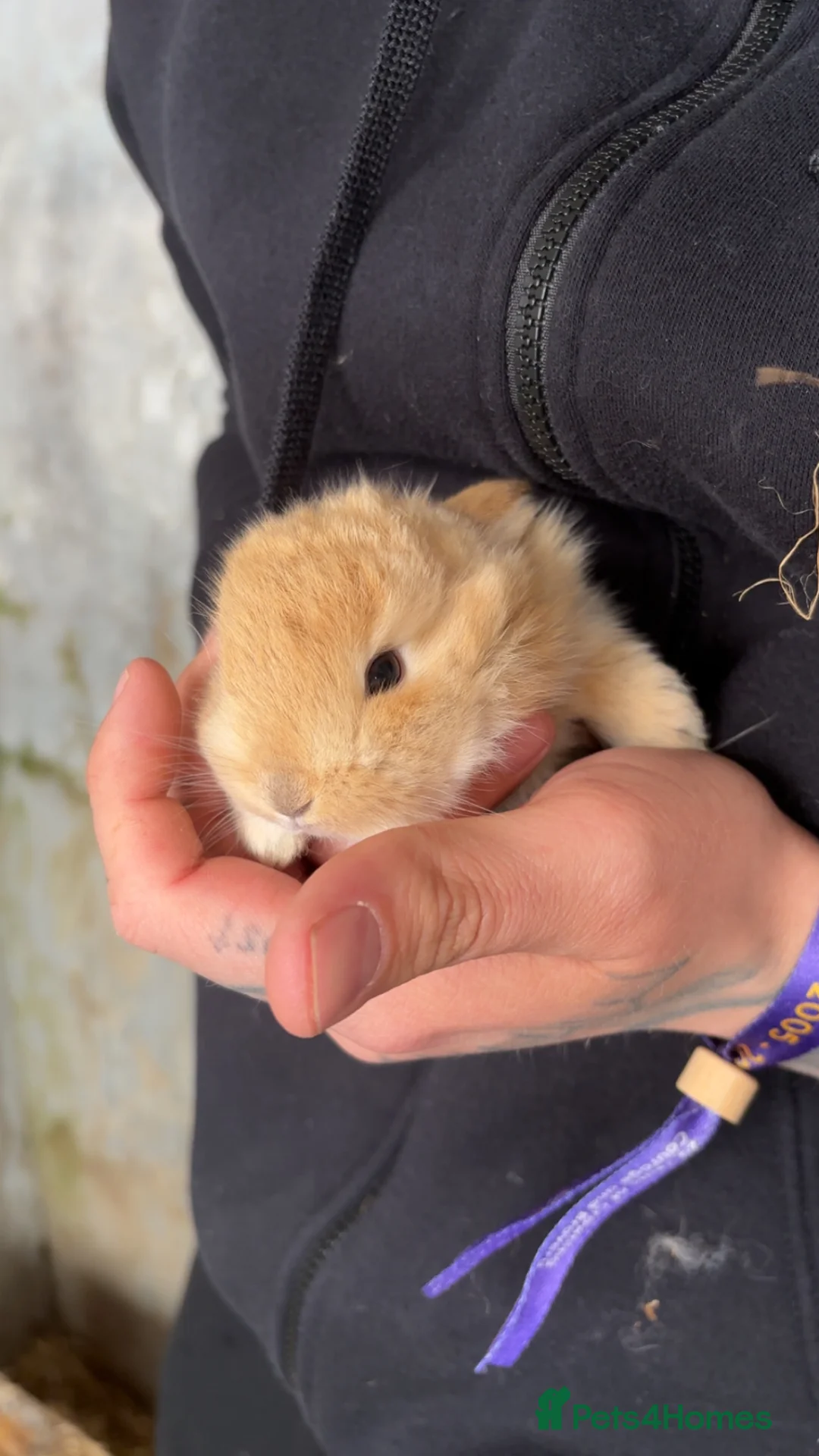 Mini Lop rabbits for sale: Mini lop in Treorchy - Advert 1