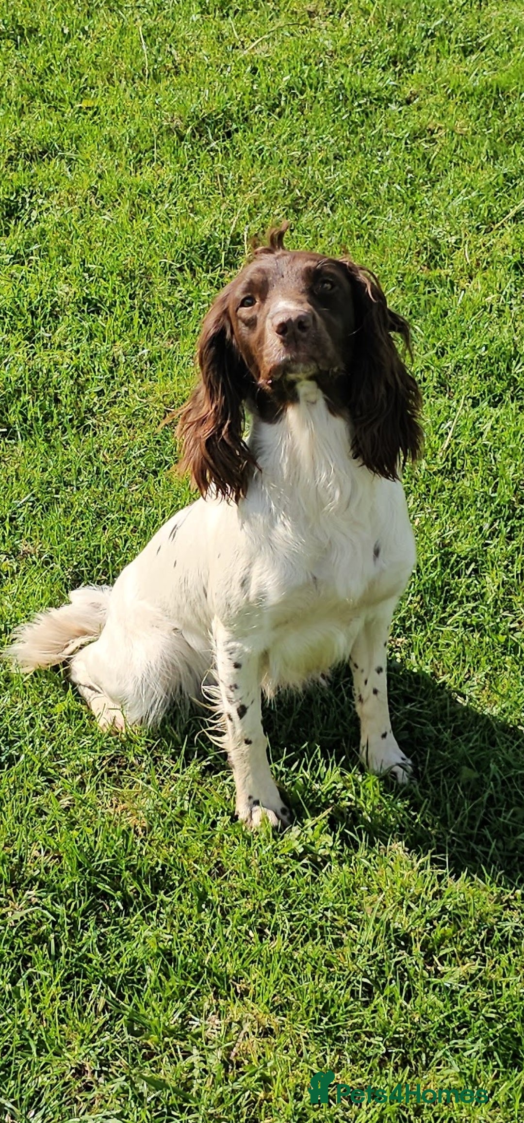 English Springer Spaniel dogs for sale: QUALITY WORKING ESS PUPS - Image 6
