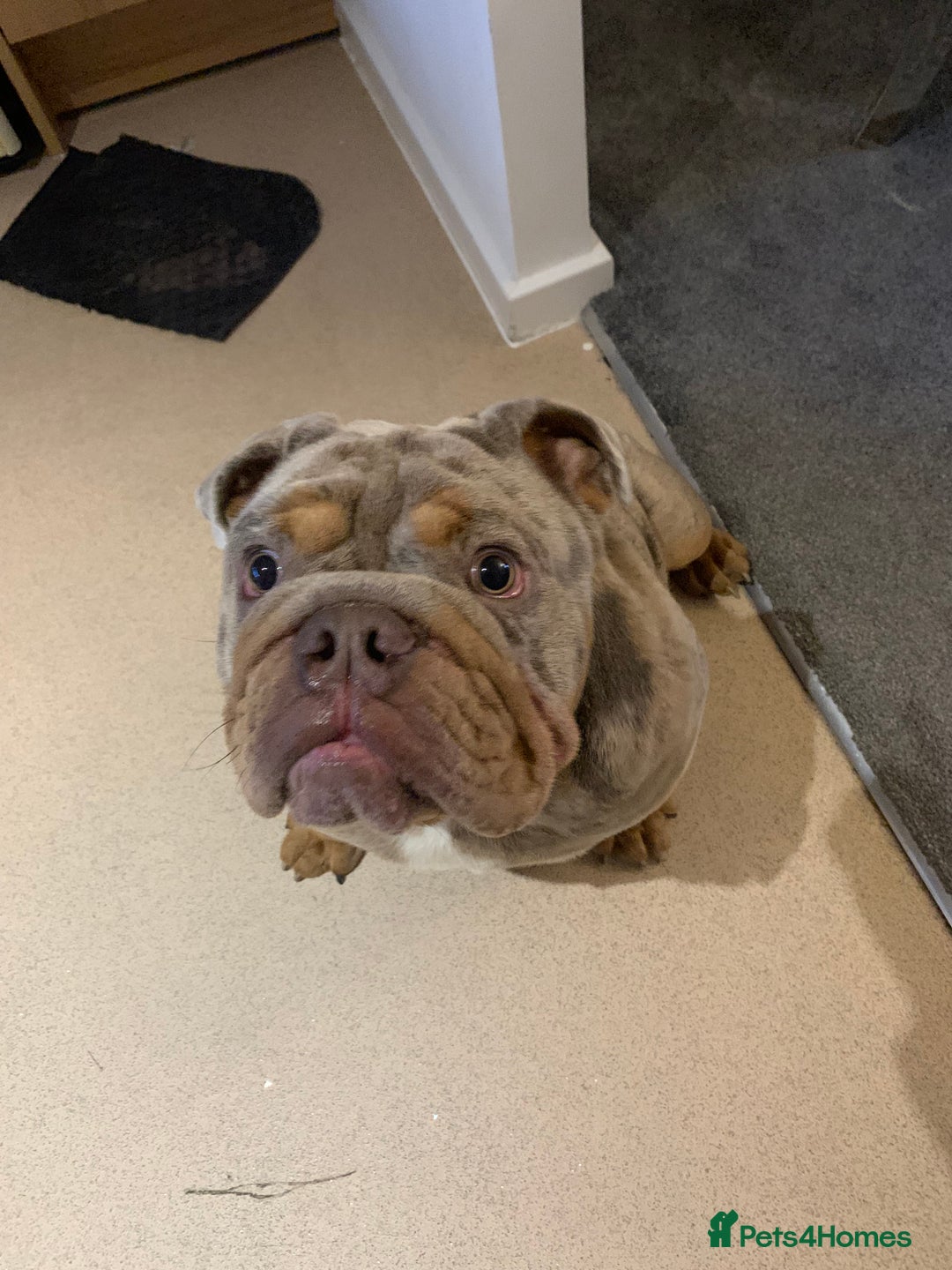 English Bulldog dogs for sale: English bulldog - Advert 5