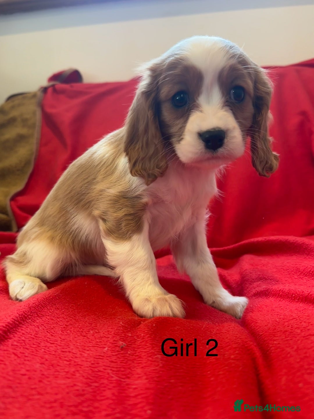 Cavalier King Charles Spaniel dogs for sale: Gorgeous Cavalier King Charles Spaniel puppies - Advert 8