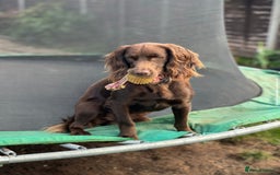 Cocker Spaniel dogs for stud: Purebred Chocolate Cocker Spaniel – for Stud - Image 4