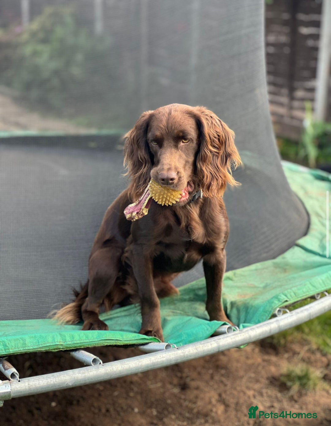 Cocker Spaniel dogs for stud: Purebred Chocolate Cocker Spaniel – for Stud - Image 4