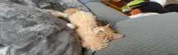 Domestic Shorthair cats for sale: 7-Month-Old Loving & Playful Male Kitten  - Advert 12