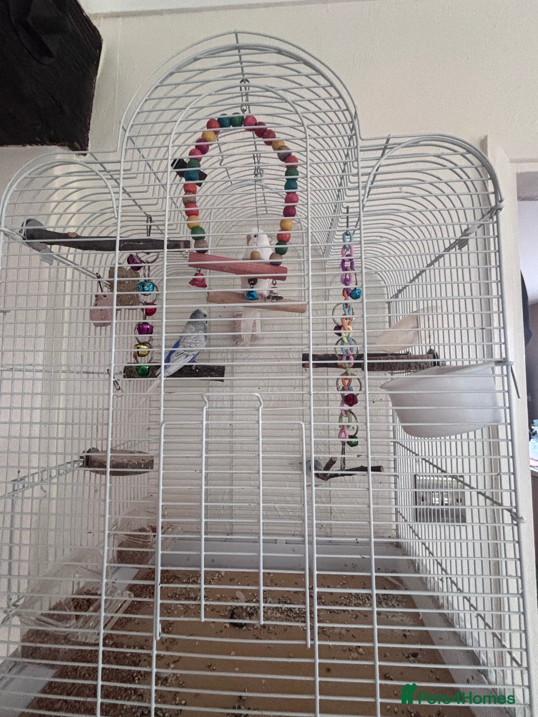 Budgerigars birds for sale: Male/female budgies - Advert 3