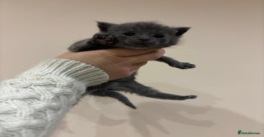 Mixed Breed cats Gorgeous kittens READY TODAY - Advert 6